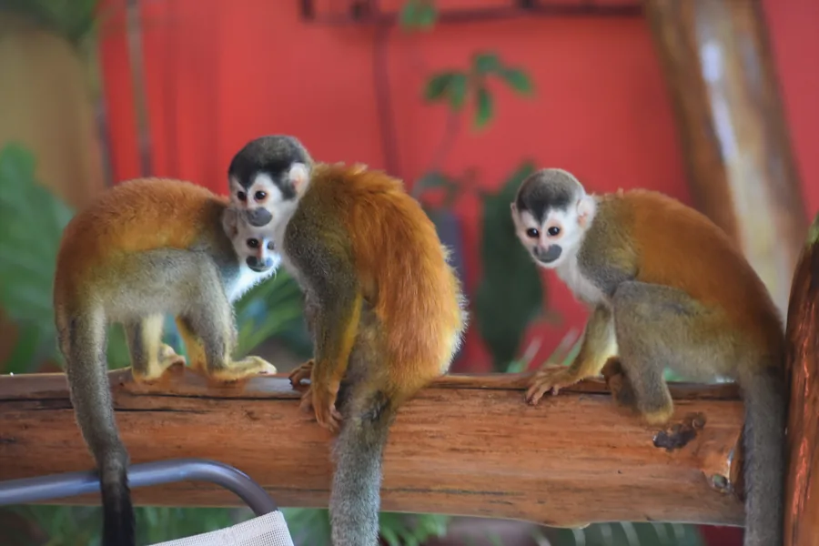 Monos visitando la villa